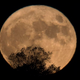 Illustration for article titled New Report Finds Americans Most Interested In Science When Moon Looks Different Than Usual